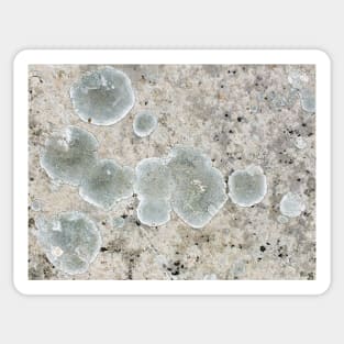 Lichen pattern Sticker